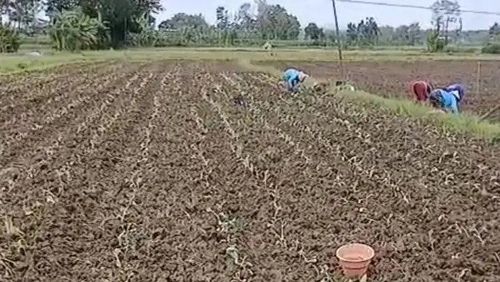 Petani Madura Mulai Resah, Cuaca Tak Menentu Ganggu Masa Tanam