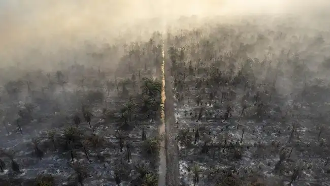 Kemenhut Segel Lokasi Karhutla, Temukan Penanaman Sawit Usai Api Padam