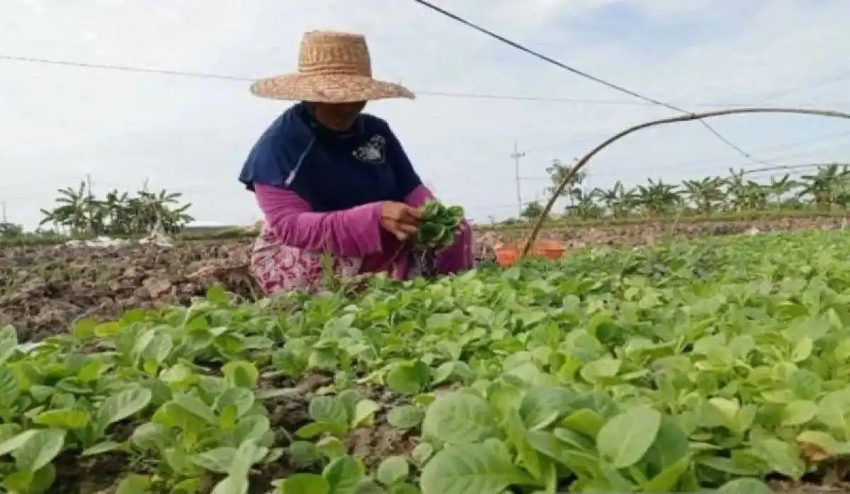 100 Poktan Tembakau di Pamekasan Dapat Bantuan Pupuk Non-Subsidi