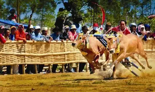 Karapan Sapi Sampang 2026 Targetkan 48 Pasang Sapi, 34 Pasang Sudah Terdaftar