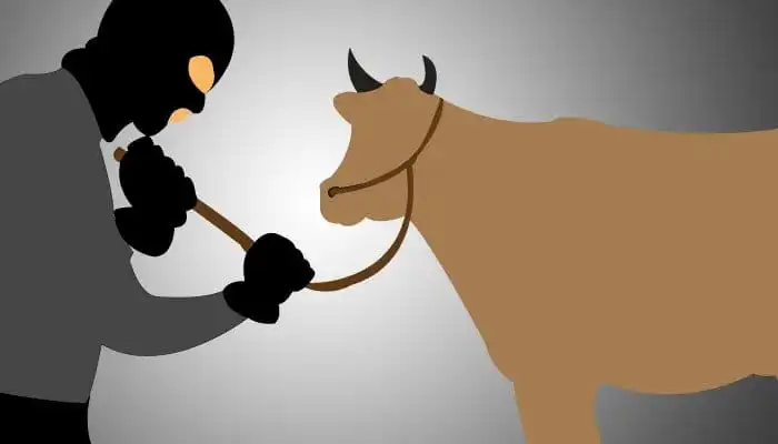 Lansia Eksekutor Pencurian Hewan Ternak di Bangkalan Diamankan Polisi