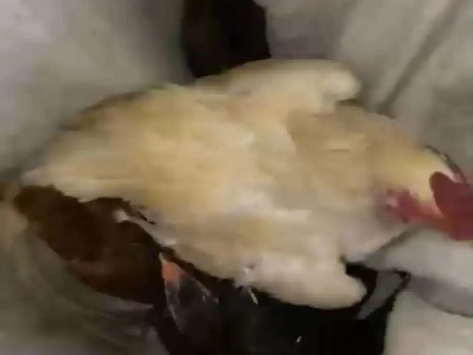 Kepergok Warga, Aksi 2 Maling Ayam di Sumenep Gagal Total