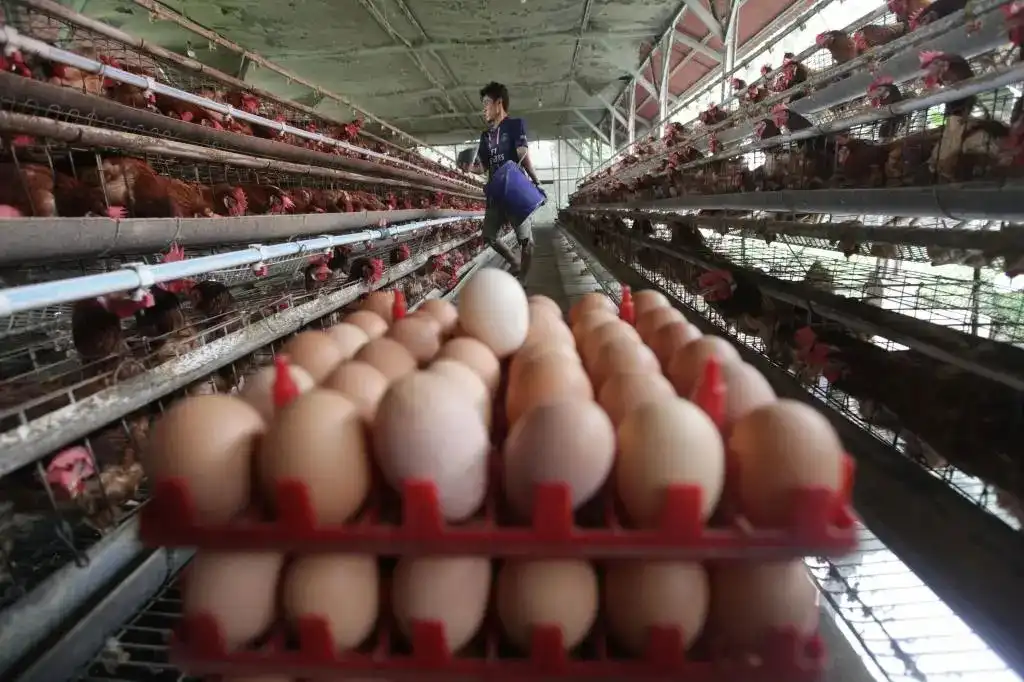 Harga Anjlok, Peternak Ayam Petelur di Sumenep Terancam Gulung Tikar