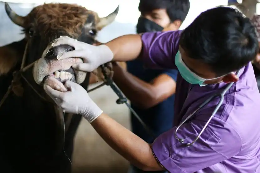 Jelang Iduladha, 60 Petugas Diterjunkan Pantau Hewan Kurban di Sampang