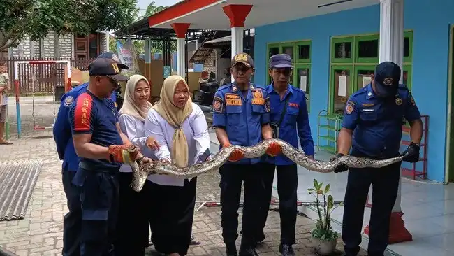 Petugas Damkar Bangkalan Evakuasi 2 Ular Piton dari Plafon Gedung TK