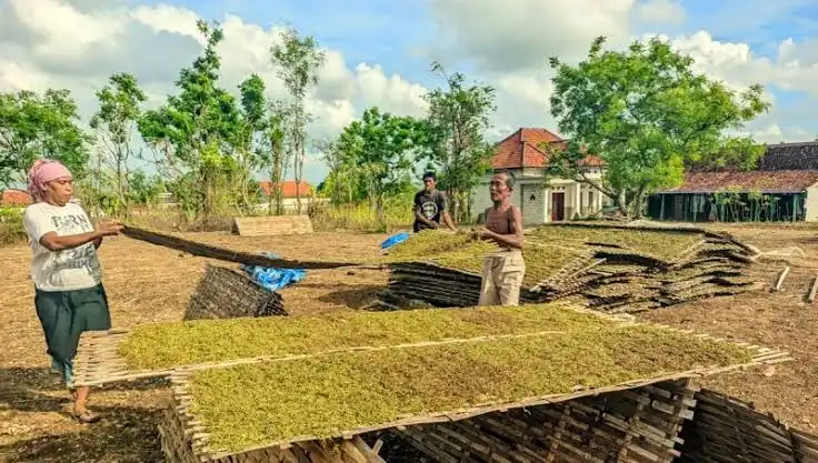 DBHCHT Menyusut, Program Pendukung Budidaya Tembakau di Sampang Tetap Jalan
