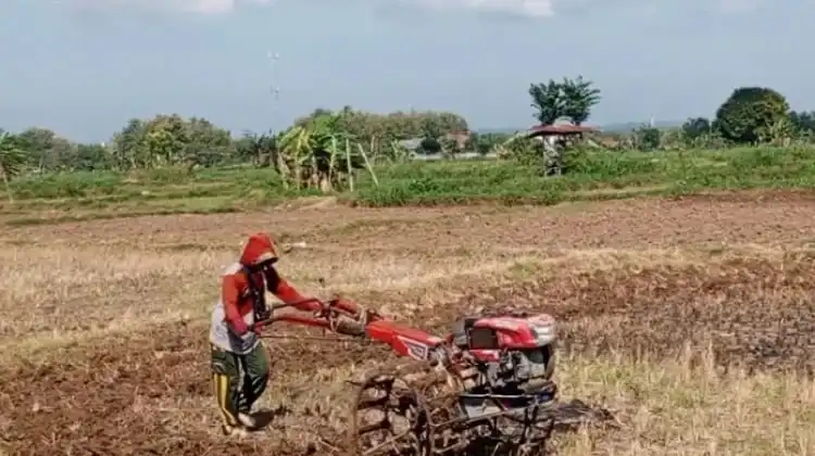 Masuk Awal Musim Tanam, Petani di Pamekasan Mulai Mengolah Lahan Tembakau