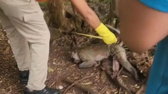 Bocah 5 Tahun di Pamekasan Tewas Diserang Monyet