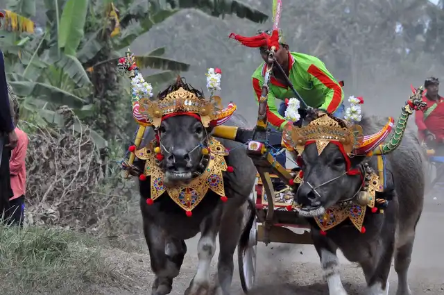 Tradisi adat istiadat lokal