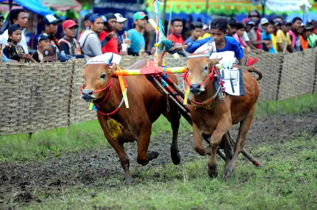 Karapan Sapi 2026 Kembali Digelar di Sampang, Anggaran Hanya Rp75 Juta 