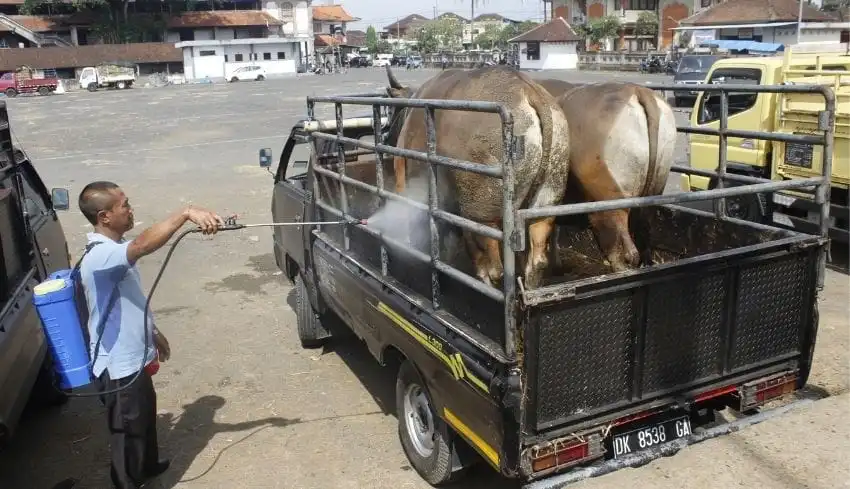 Lindungi Sapi Madura, Disperta KP Sampang Perketat Pengawasan Ternak Jelang Iduladha