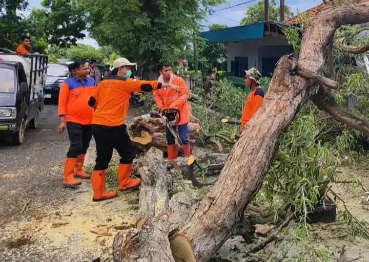 Pohon Tumbang di Pamekasan, Akses Jalan Nasional Sempat Ditutup 