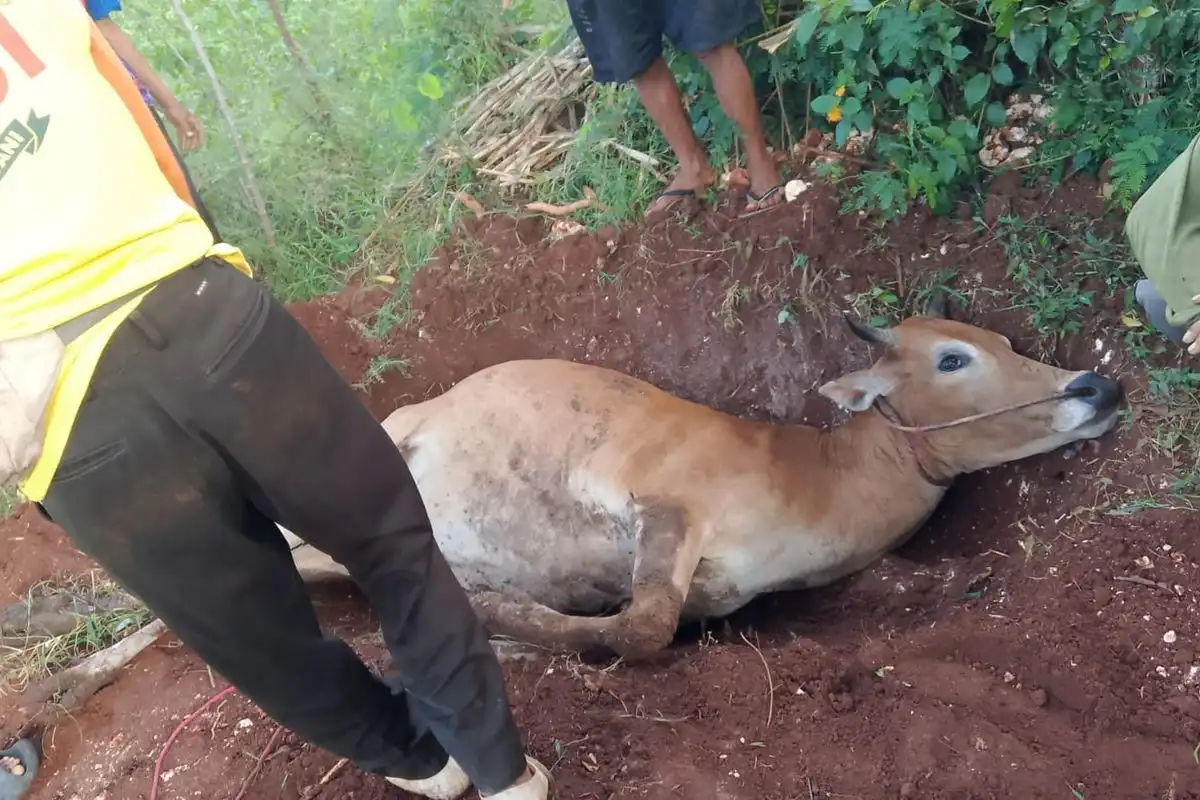 5 Ekor Sapi Mati Mendadak di Kepulauan Sumenep, Diduga Terdampak Virus PMK