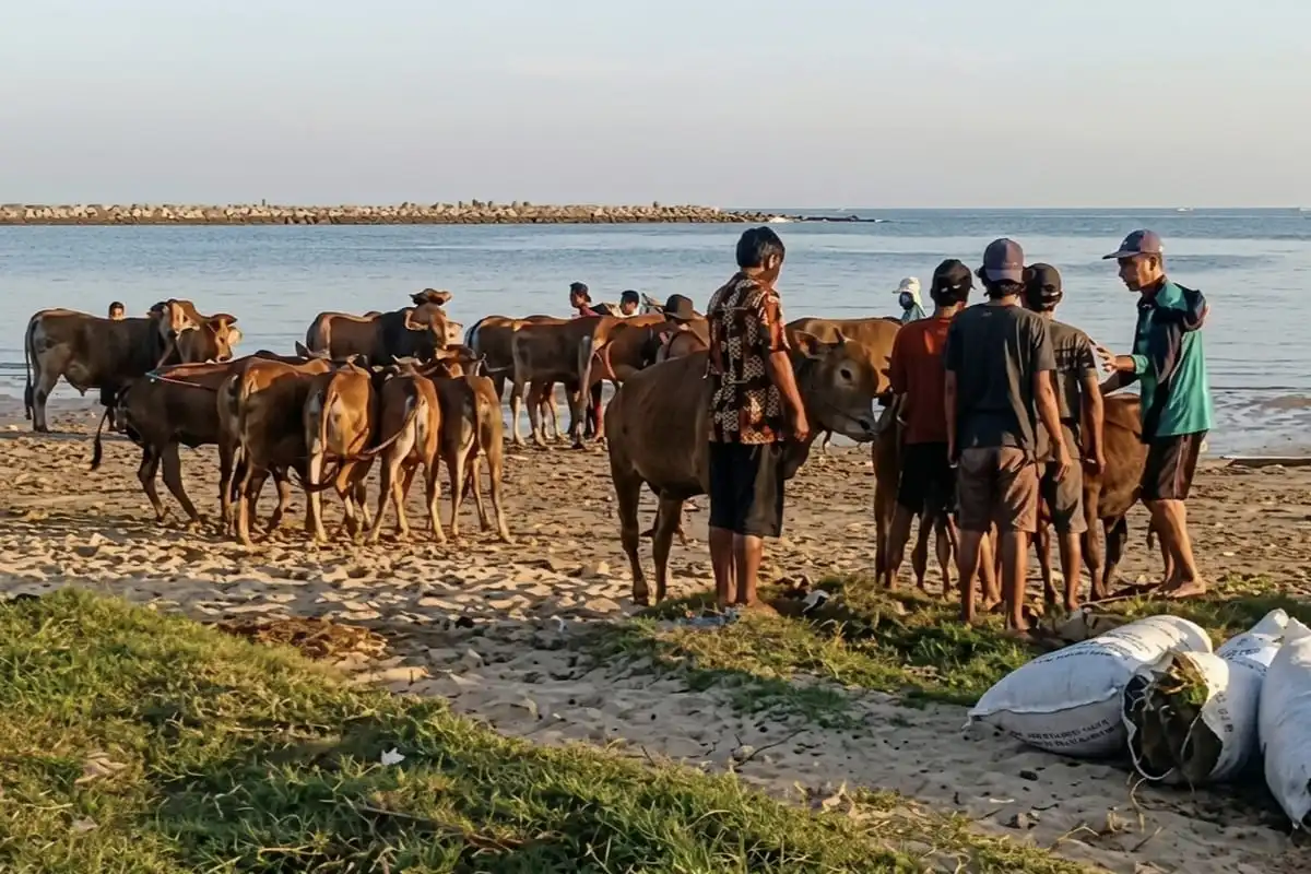 Jelang Lebaran Kurban, Ribuan Sapi dari Bangkalan Dikirim ke Kalimantan Lewat Jalur Laut