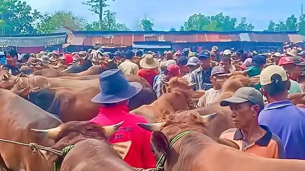 Permintaan Tinggi, Harga Sapi di Bangkalan Naik Jelang lduladha