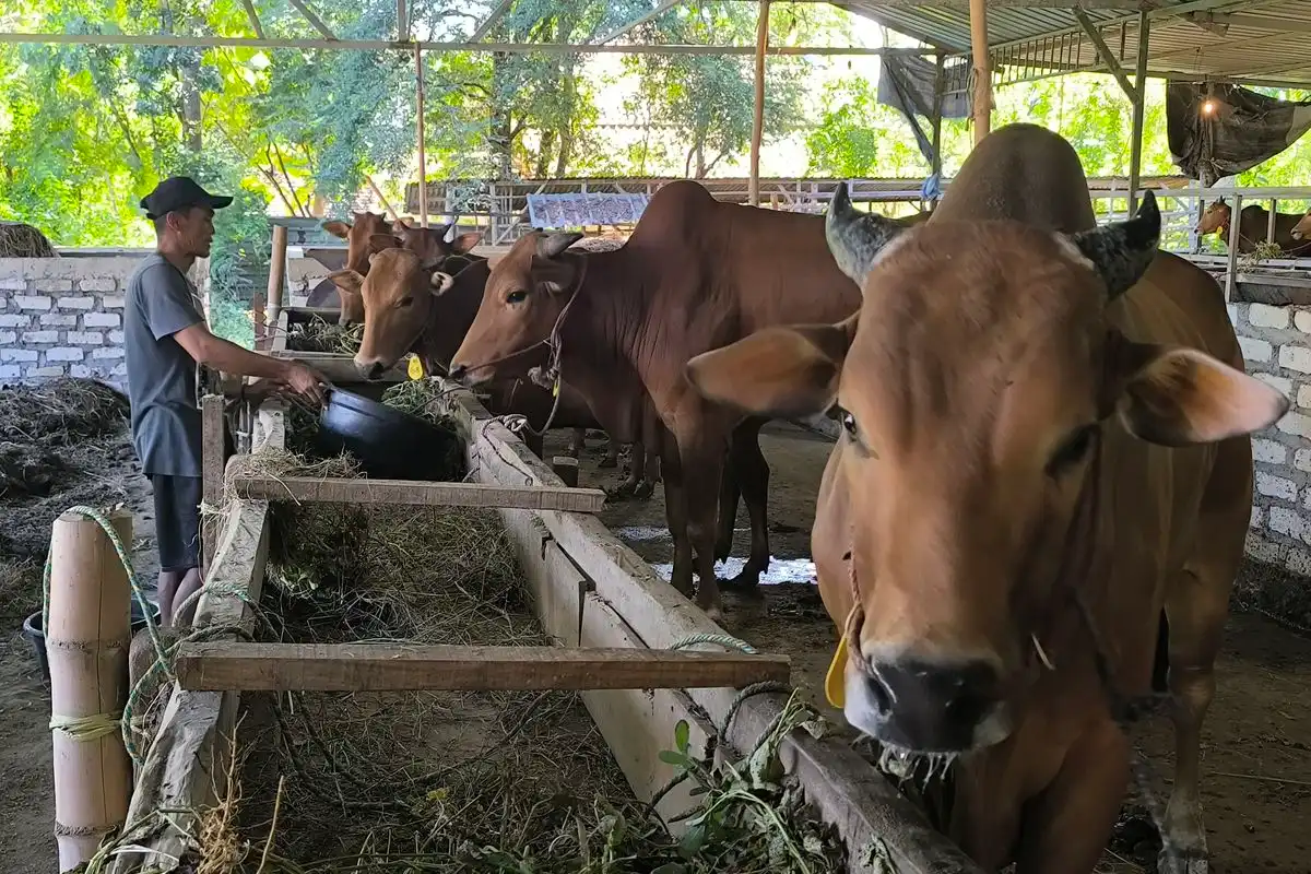Pemotongan Sapi Betina Produktif Marak di Pamekasan, Populasi Terancam