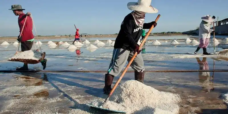 Target 307 Ribu Ton, Produksi Garam di Sampang Baru Capai 100 Ton