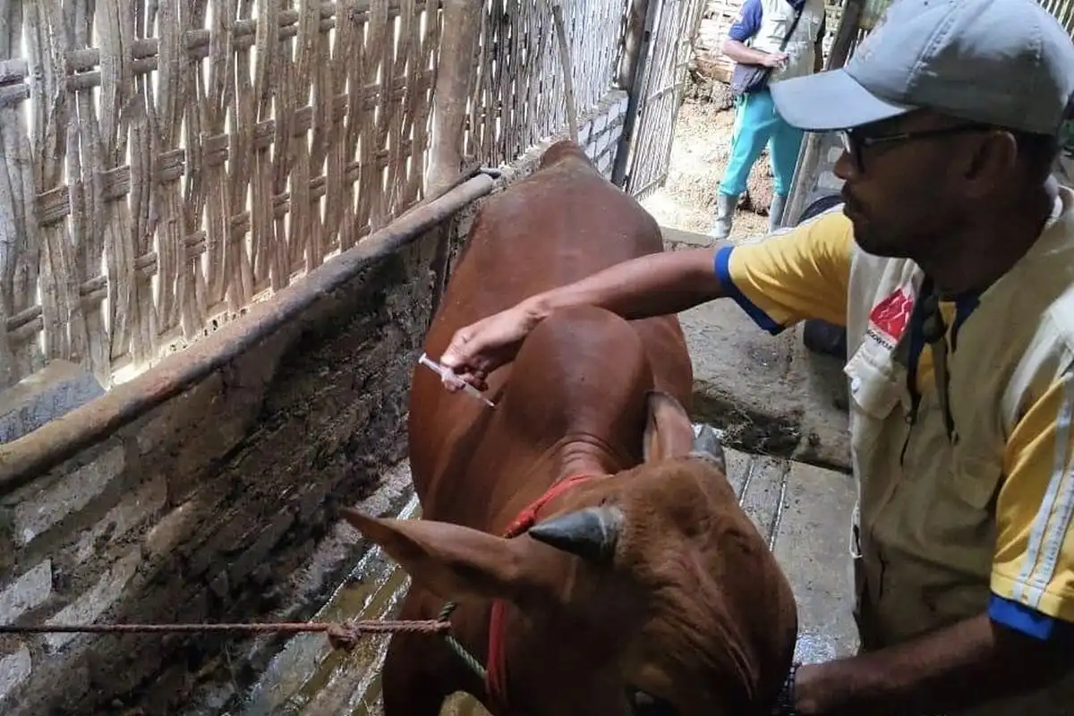 3 Sapi di Bangkalan Mati, Diduga Akibat Gejala PMK