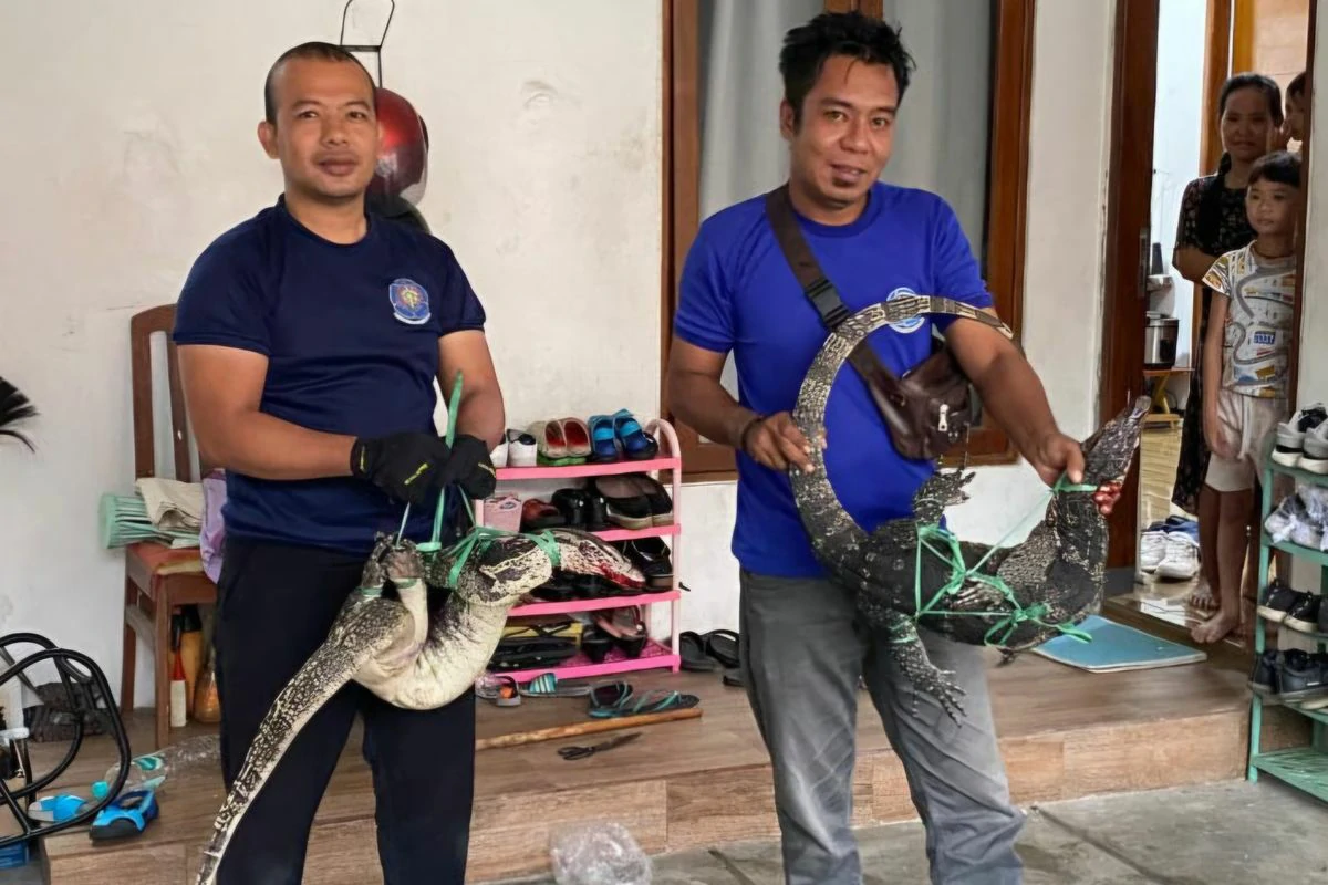 Damkar Sumenep Evakuasi 2 Biawak yang Masuk ke Rumah Warga