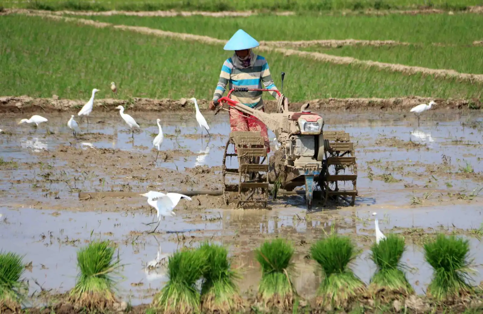 Sampang Hampir Penuhi Target LP2B, Data Masih Diverifikasi Pusat