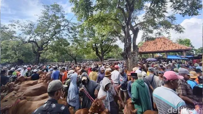 Pasar Hewan di Pamekasan Ramai Jelang Idul Adha, Harga Sapi Tembus Rp35 Juta
