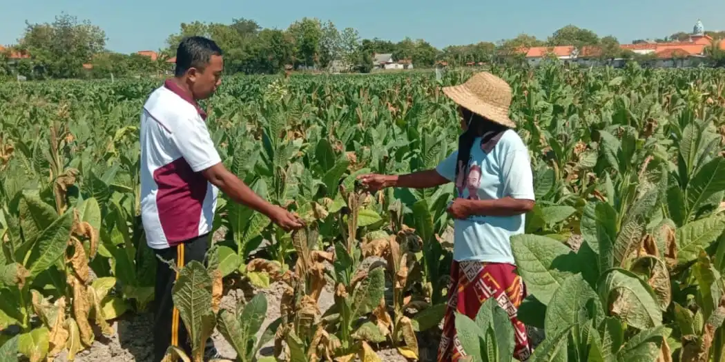 Lahan Tembakau di Pamekasan Dirusak OTK, Petani Rugi Rp6,5 Juta
