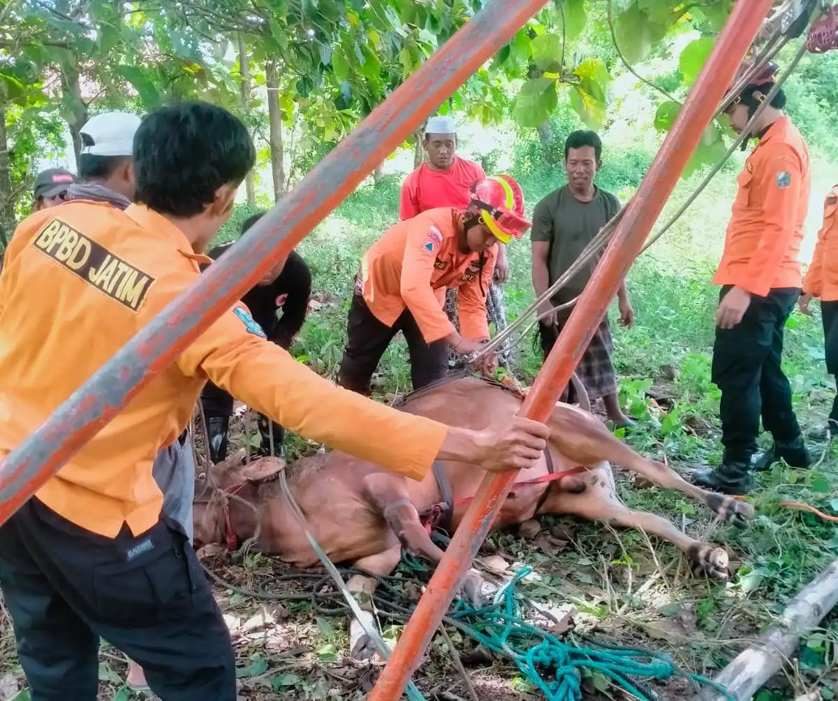 Sapi Milik Warga di Sampang Terperosok ke Sumur, Evakuasi Butuh Waktu 3 Jam