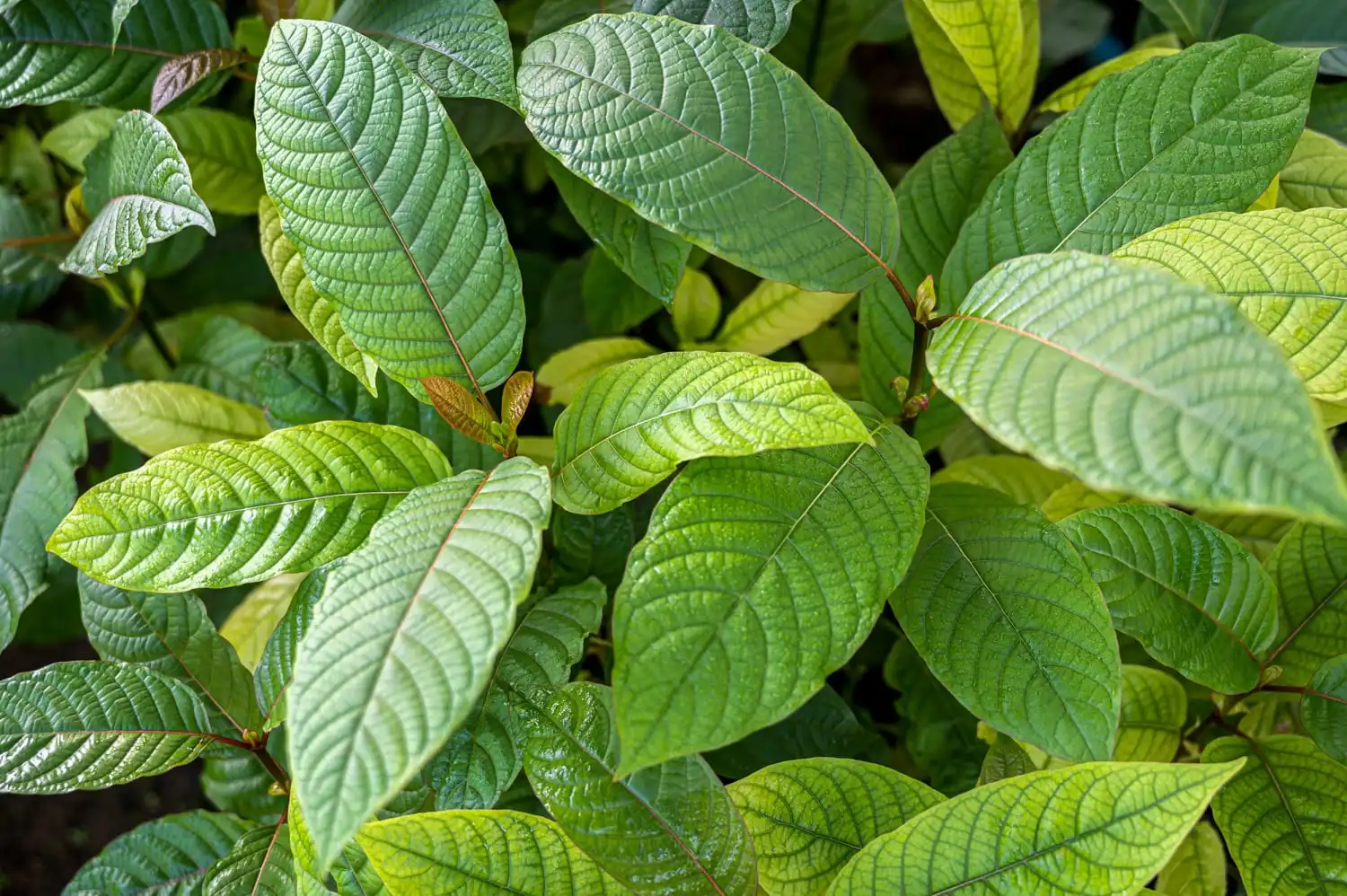 Daun Kratom: Diteliti Mujarab Obati Diabetes, Diburu Amerika