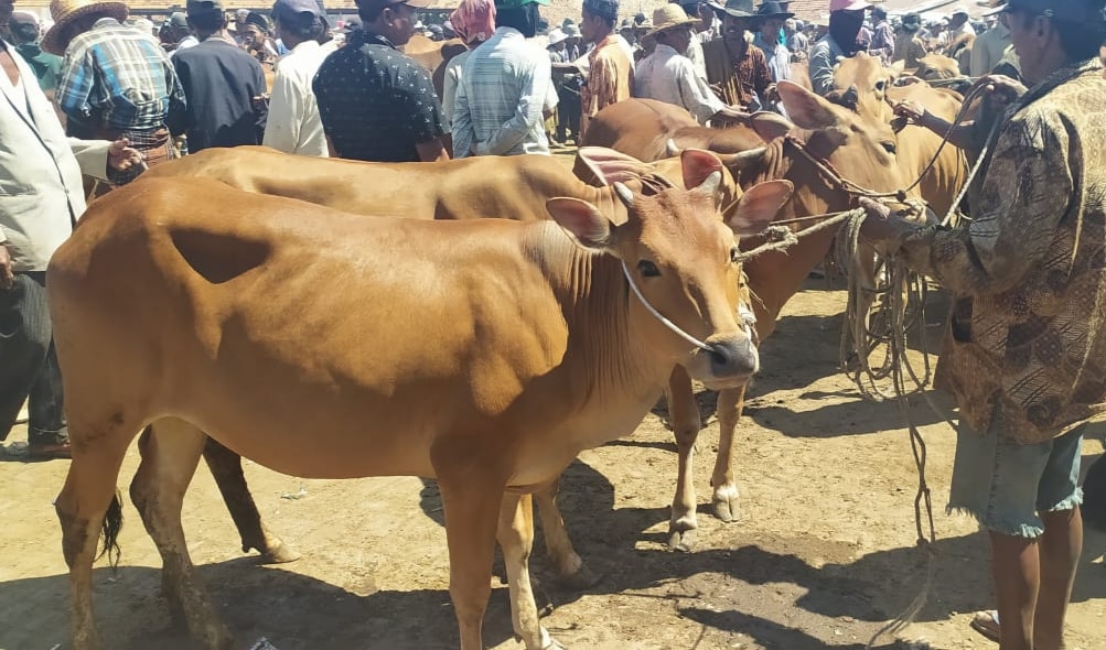 Penyuntikan IB Sapi Limosin Dibatasi, Ini Alasannya !