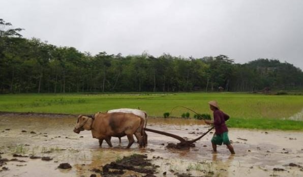 Petani Sampang Mengeluh Pembelian Pupuk Dibatasi