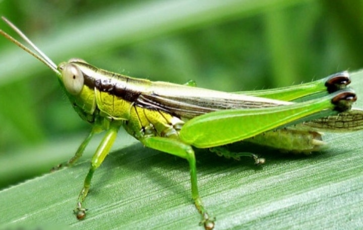 Disperta Sampang Minta Petani Waspada Hama