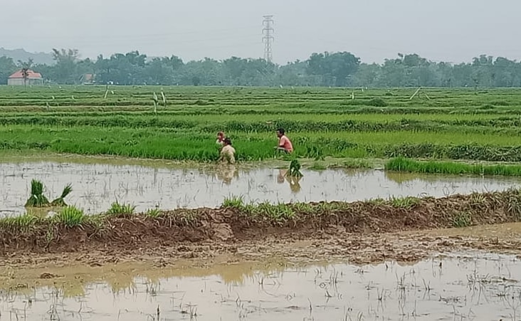 Kuota Pupuk Menurun, Dispertan Sampang Terapkan Pupuk Mudah Murah