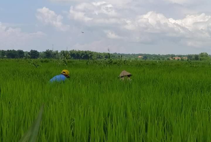 Dispertan Sampang Himbau Petani Waspada Hama di Musim Hujan
