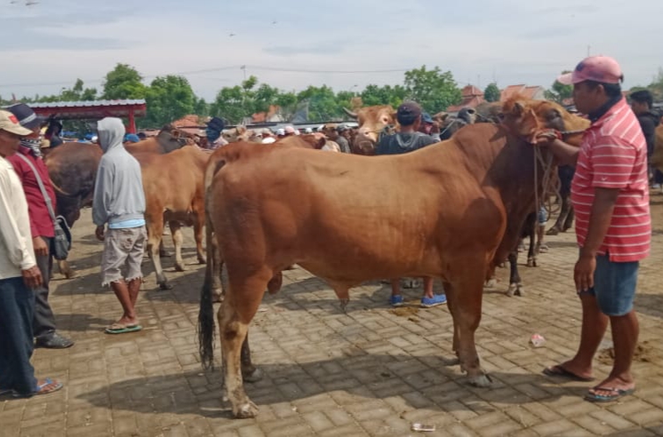 Memasuki Musim Tanam, Harga Sapi Turun di Sampang - Salsabila FM