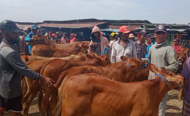 Memasuki Musim Tanam, Harga Sapi Turun di Sampang – Salsabila FM