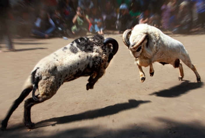 Adu Domba Senjata Utama Kehancuran Bangsa – Salsabila FM