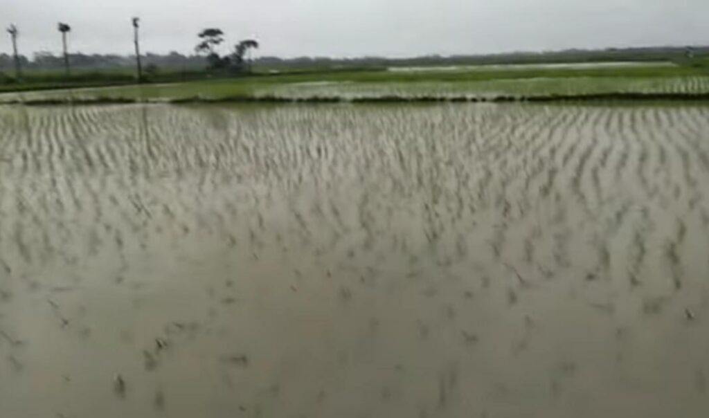 Puluhan Hektar Tanaman Padi Rusak Akibat Banjir, Ini Upaya Dispertan Sampang!