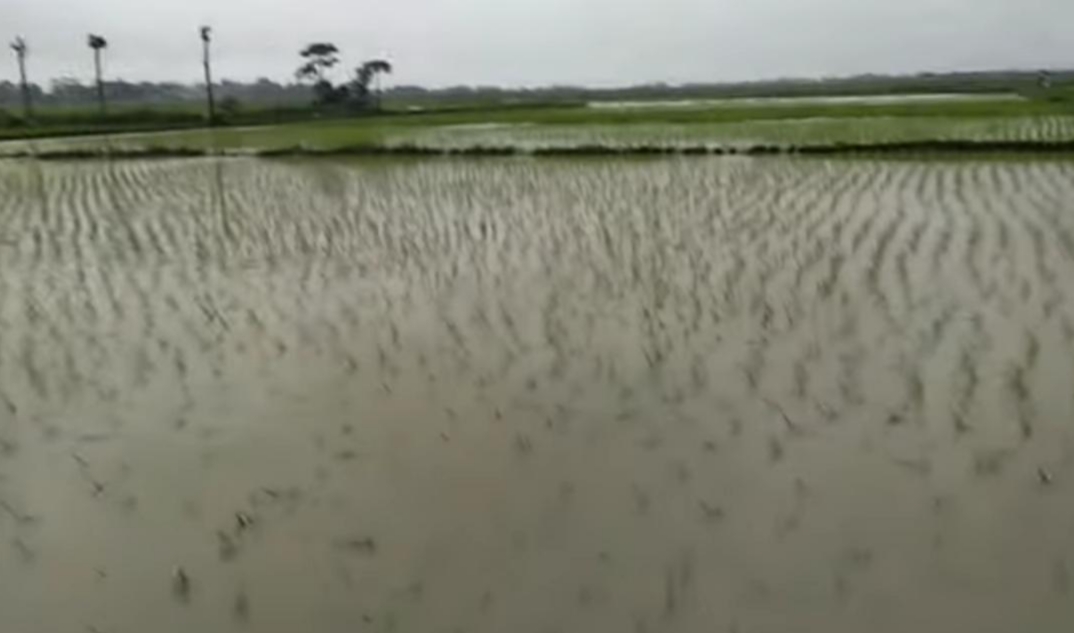 Puluhan Hektar Tanaman Padi Rusak Akibat Banjir, Ini Upaya Dispertan Sampang!