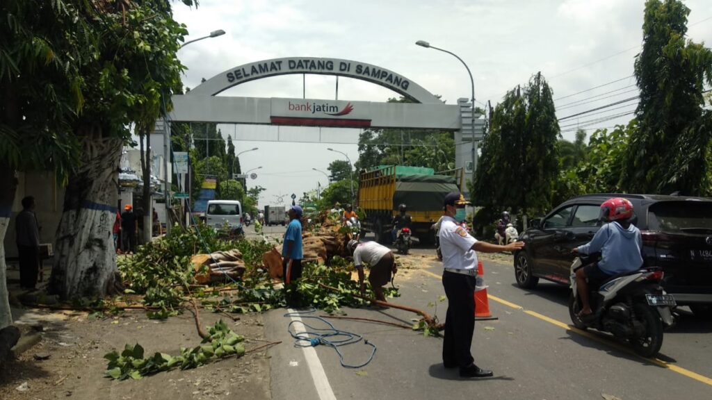 Antisipasi Cuaca Ekstrem, Forum LLAJ Sampang Tebang Pohon Rawan Tumbang