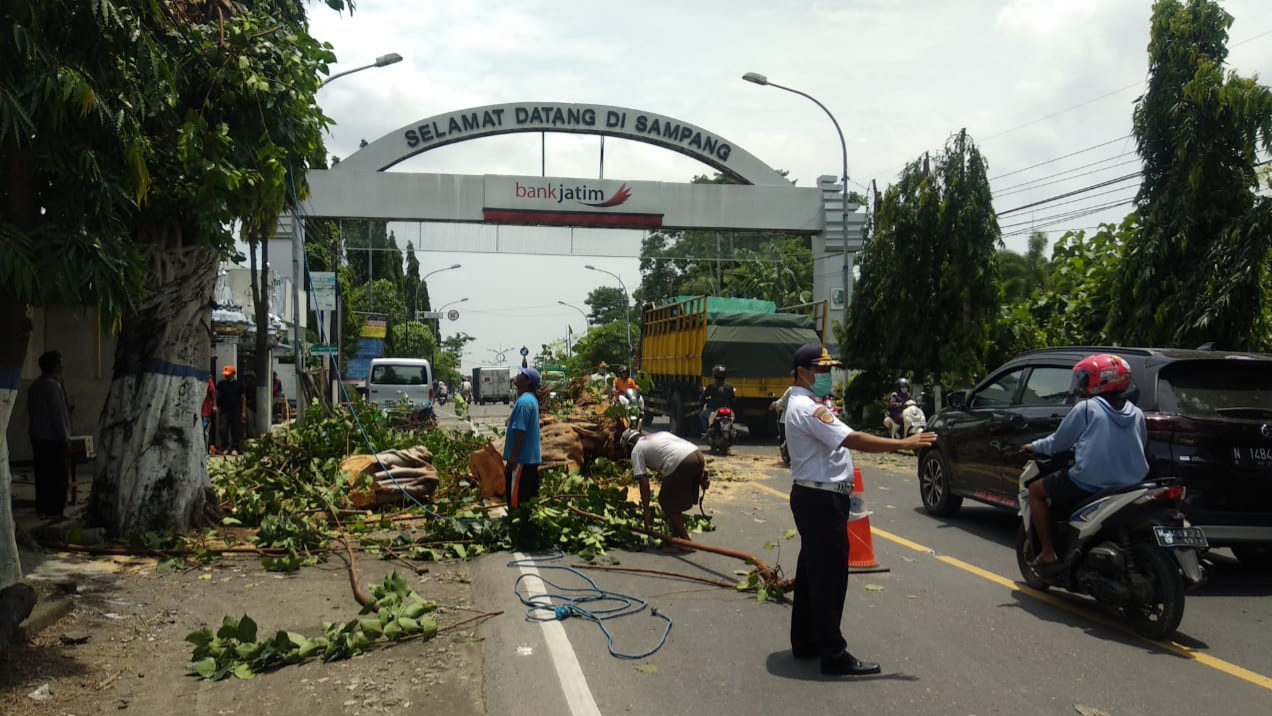 Antisipasi Cuaca Ekstrim, Forum LLAJ Sampang Tebang Pohon Rawan Tumbang