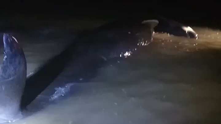 Gerombolan Lumba Lumba Menepi Di Pinggir Pantai Modung Bangkalan