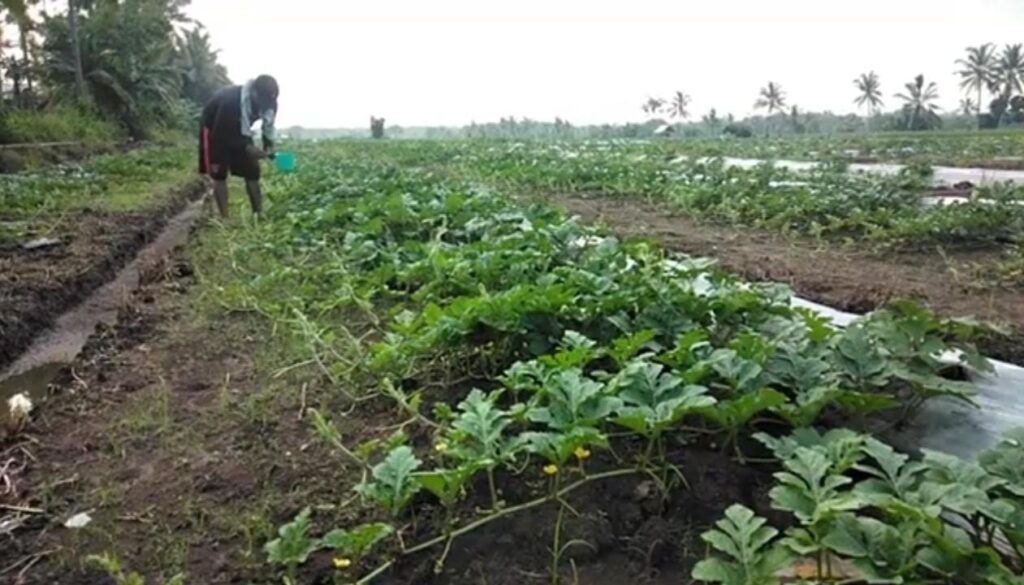 Tahun 2021, Disperta Sampang Priototaskan Pengembangan Agro Wisata