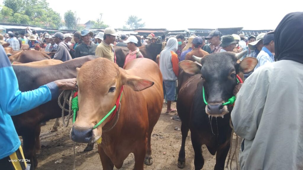 Ada Apa ? Harga Sapi Turun Tapi Rupiah Dagingnya Malah Naik di Sampang