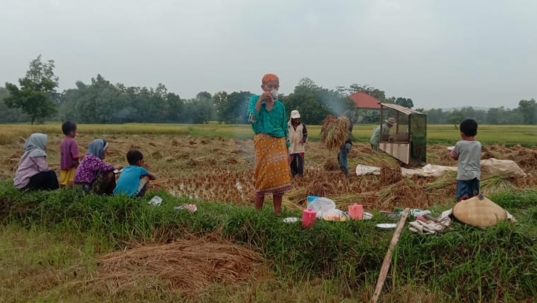 Harga Gabah di Sampang Turun Menjelang Panen Raya