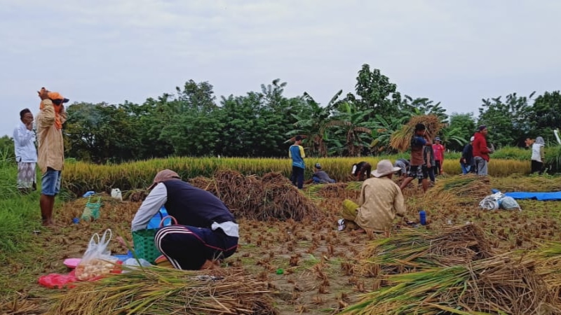 Disperta Sampang Dorong Petani Jual Hasil Panen Dalam Bentuk Beras