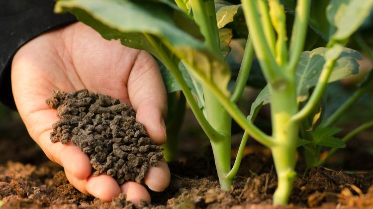 Dinas Pertanian Sampang Dorong Penggunaan Pupuk Organik