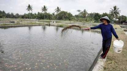 Potensi Budidaya Ikan Cukup Menjanjikan di Sampang
