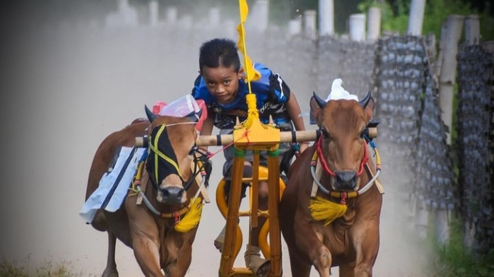 Karapan Sapi di Tengah Pandemi Covid-19 ? Boleh Asal Terapkan Prokes Ketat