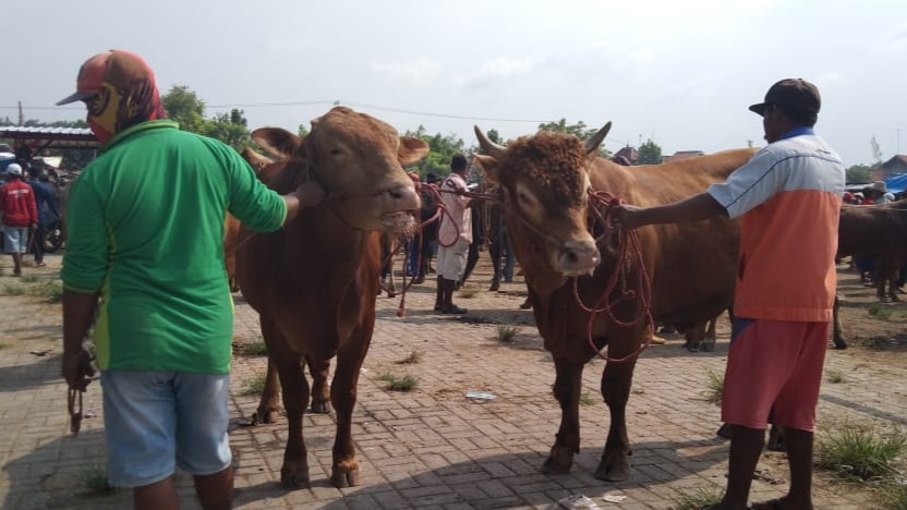 Jelang Bulan Puasa Ramadhan 1442 Hijriah Harga Sapi Merangkak Naik