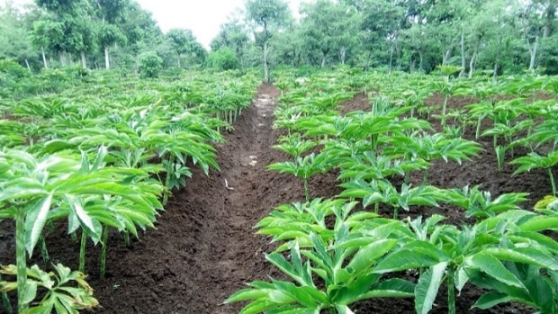Bisnis Menjanjikan, Dispertan Sampang Ingatkan Petani Soal Usia Produksi Porang